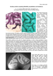 Surface-uniform sampling, possibilities and limitations