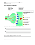 synaptic transmission worksheet