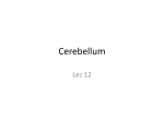 Cerebellum