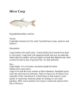 Invasive Species Silver Carp