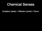 Chemical Senses