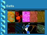 Cells