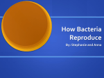 How Bacteria Reproduce