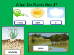 What Do Plants Need?