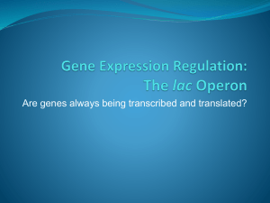 The lac Operon