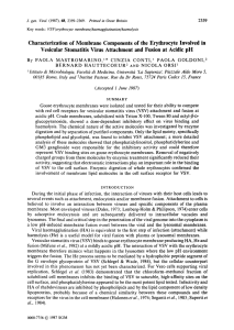 Characterization of Membrane Components of the Erythrocyte