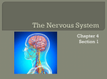 The Nervous System