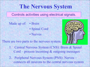 Nervous System