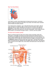 How Your Heart Works Your heart is a pump, and it keeps blood