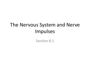 Nerves and nervous impulses File