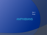 Amphibians