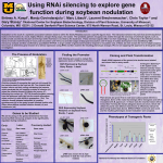 Use of RNAi silencing to explore gene function during soybean