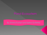 Pond ecosystem