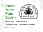 Solidago odora - Florida Native Plant Society