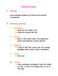 Respiratory System