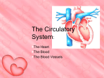 The Circulatory System: