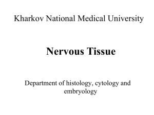 NERVOUS TISSUE