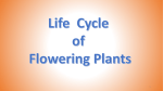 Life Cycle of Flowering Plants