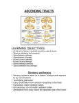 ASCENDING TRACTS