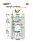 Simplified Diagram of Cellular Metabolism