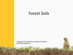 Forest Soils