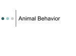 Animal Behavior