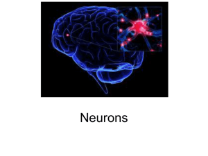 neurons - haltliappsych