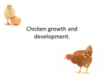 Chicken growth and development.