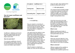 How do I grow cauliflower and broccoli? - Eco