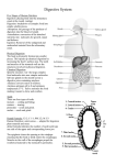 Ch 29 Digestive System