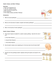 Endocrine System: Overview