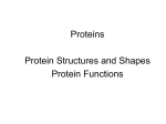 Protein