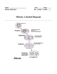 Mitosis - Mahopac Voyagers!