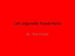 Cell organelle powerpoint