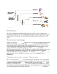 BY 124 SI 10/01/15 The clade or phylogeny tree is the tree Dr. Raut