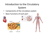 Introduction to the Circulatory System