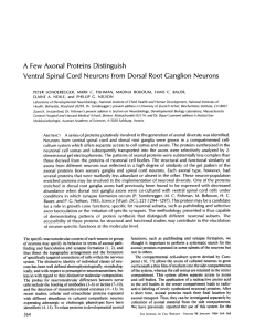 A Few Axonal Proteins Distinguish Ventral Spinal Cord Neurons