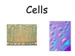 Cells