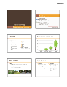 DECIDUOUS TREES Deciduous trees Overview Average Tree Age