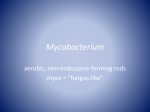 Mycobacterium