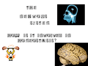 NERVOUS SYSTEM - Welcome to SBI4U with Ms. Taman!