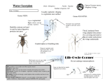 water scorpion.pub (Read-Only)