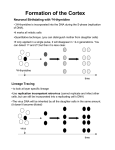 Formation of the Cortex