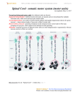 p. A46 (5a) - Viktor`s Notes for the Neurosurgery Resident