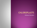 Chloroplasts