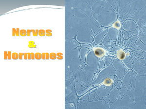 6.5 Nerves, Hormones and Homeostasis