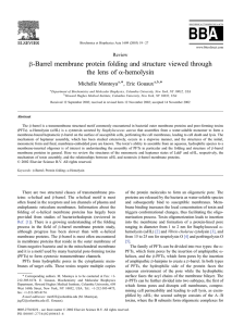 h-Barrel membrane protein folding and structure viewed through the