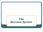 Nervous System Powerpoint