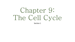 The Cell Cycle