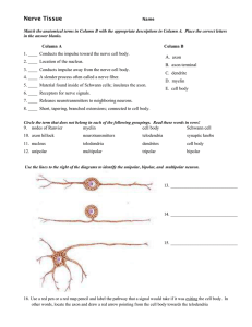 Nerve Tissue - Coach Frei Science